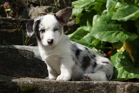 Portrait of Cardigan Welsh Corgi sitting on old stairs in beautiful garden, sunny summer dayの写真素材