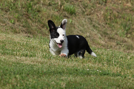 Cardigan Welsh Corgi puppy running on the grass in sunny summer dayの写真素材