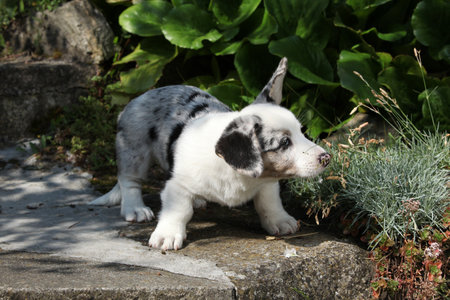 Portrait of Cardigan Welsh Corgi sitting on old stairs in garden, sunny summer dayの写真素材