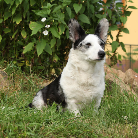 Cardigan Welsh Corgi sitting in the garden in sunny summer dayの写真素材