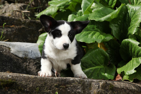 Portrait of Cardigan Welsh Corgi sitting on old stairs in beautiful garden, sunny summer dayの写真素材