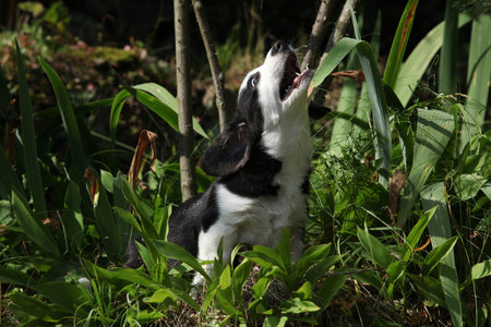 Portrait of Cardigan Welsh Corgi in the garden, sunny summer dayの写真素材