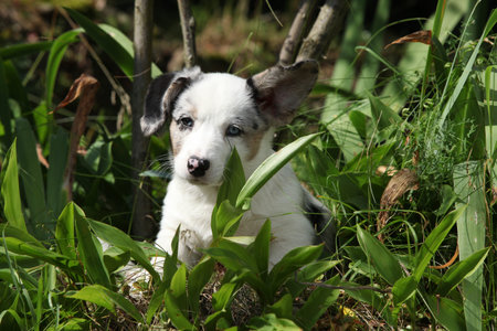 Portrait of Cardigan Welsh Corgi in the garden, sunny summer dayの写真素材