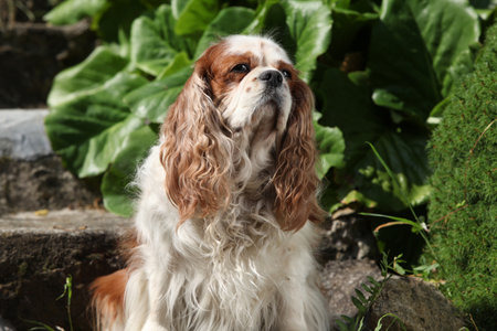 Portrait of Cavalier King Charles Spaniel sitting on old stairs in beautiful gardenの写真素材