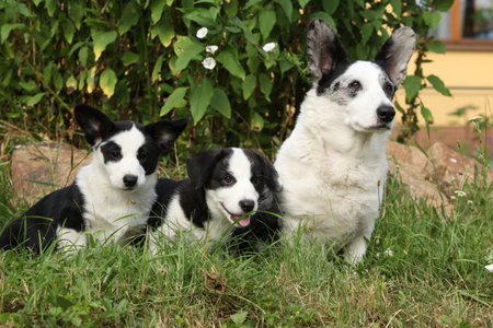 Cardigan Welsh Corgi with puppies sitting in the garden in sunny summer dayの写真素材