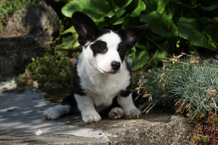 Portrait of Cardigan Welsh Corgi sitting on old stairs in beautiful garden, sunny summer dayの写真素材