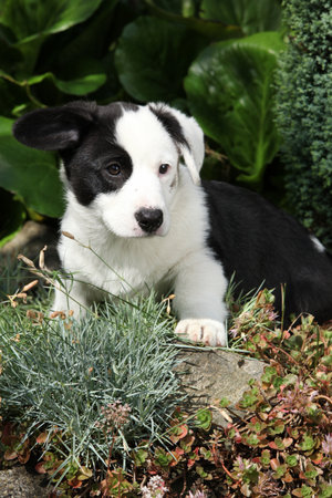 Portrait of Cardigan Welsh Corgi in the garden, sunny summer dayの写真素材