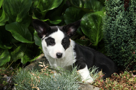 Portrait of Cardigan Welsh Corgi in the garden, sunny summer dayの写真素材