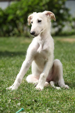 Puppy of Borzoi sitting on the grass in summerの写真素材