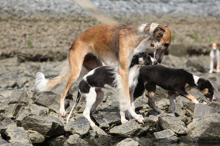 Borzoi with its puppy standing on rocks near the riverの写真素材