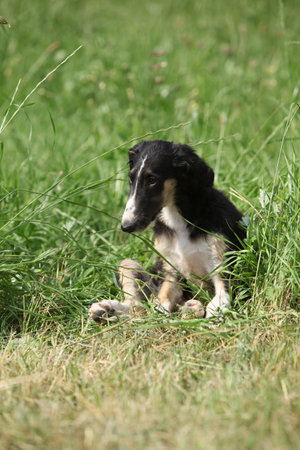 Puppy of Borzoi sitting on the grass in summerの写真素材