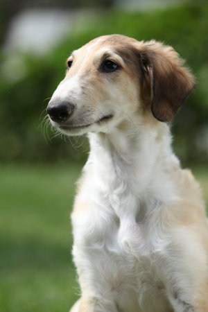 Amazing puppy of Borzoi sitting on the grass in summerの写真素材
