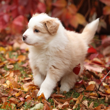 Dog in front of red leaves, autumnの写真素材