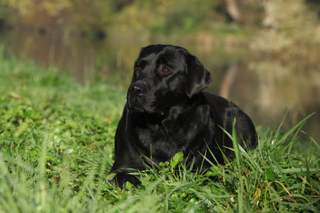 Labrador retrievers near the water in autumnの写真素材