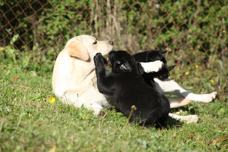 Amazing retrievers, big and small, playingの写真素材