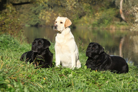 Amazing retrievers near the water in autumnの写真素材