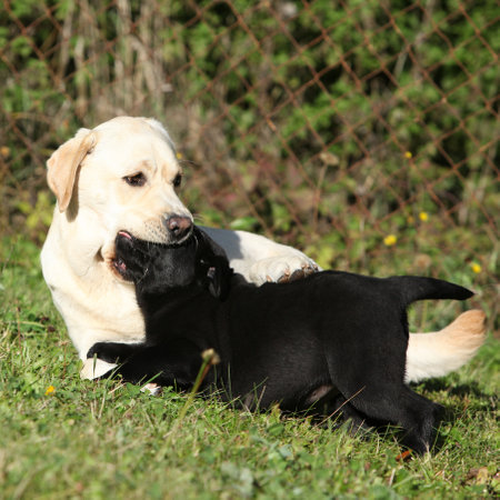 Amazing retrievers, big and small, playingの写真素材