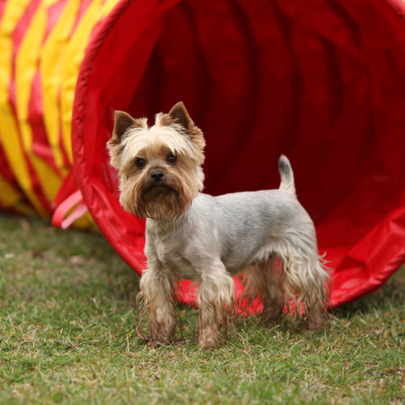 Nice Yorkshire terrier in front of red leaves, in autumnの写真素材