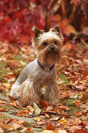 Yorkshire terrier in front of red leaves, in autumnの写真素材
