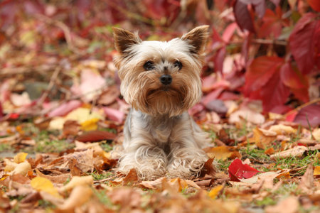 Nice Yorkshire terrier in front of red leaves, in autumnの写真素材
