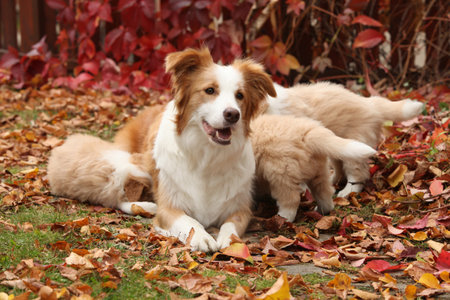Border collie with her puppy in front of red leaves, autumnの写真素材