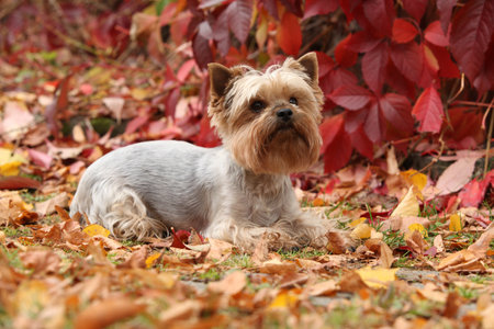 Nice Yorkshire terrier in front of red leaves, in autumnの写真素材