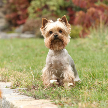 Nice Yorkshire terrier sitting on the grass in autumnの写真素材