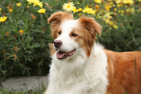 Portrait of border collie in front of yellow flowers in autumnの写真素材