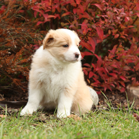 Gorgeous puppy in the garden in autumnの写真素材
