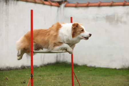 Portrait of border collie training agilityの写真素材