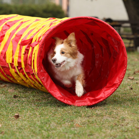 Portrait of border collie training agility in autumnの写真素材