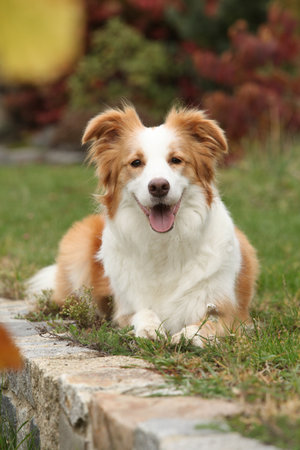 Portrait of border collie in the garden in autumnの写真素材