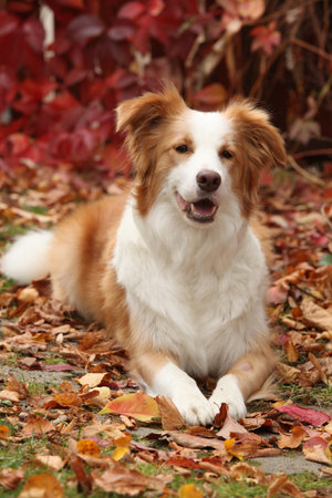 Portrait of amazing border collie in front of red leaves in autumnの写真素材