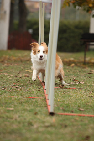 Portrait of border collie training agility in autumnの写真素材