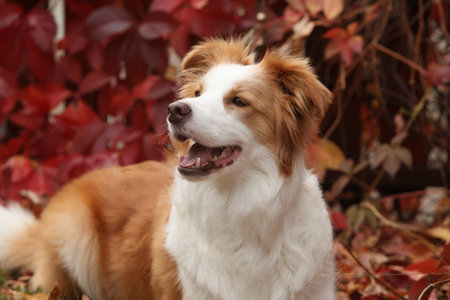 Portrait of amazing border collie in front of red leaves in autumnの写真素材