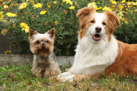 Border collie with Yorkshire terrier in beautiful garden in autumn togetherの写真素材