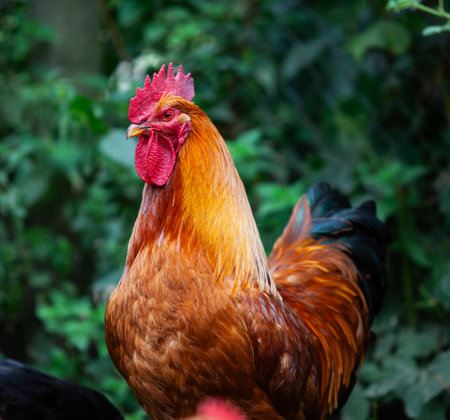 Nice cock of New Hampshire Red in permaculture garden in summer, looking at youの写真素材