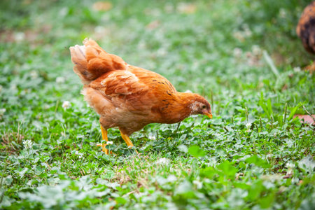 Young chicken in permaculture garden in summer, looking for foodの写真素材