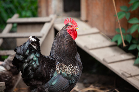 Nice black cock in permaculture garden in summer, looking at youの写真素材