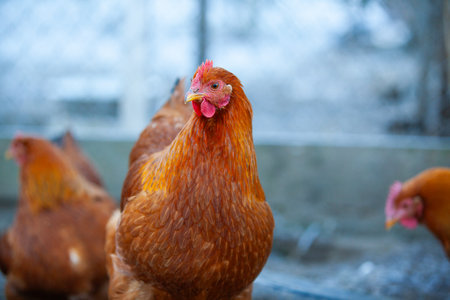 Amazing chicken of New Hampshire Red in winter, looking at youの写真素材