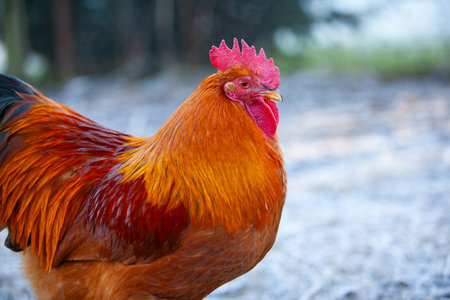 Nice cock of New Hampshire Red in permaculture garden in winterの写真素材