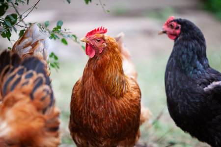 Amazing chickens in permaculture garden in summerの写真素材