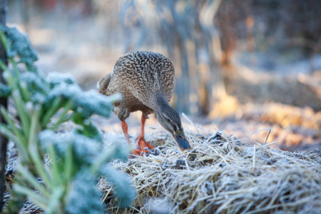 Indian Runner duck in permaculture garden, in snowy winterの写真素材