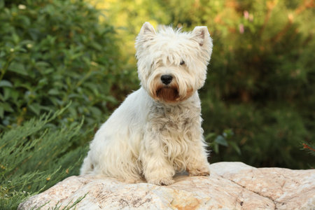 West Highland White terrier sitting on the stone in the gardenの写真素材