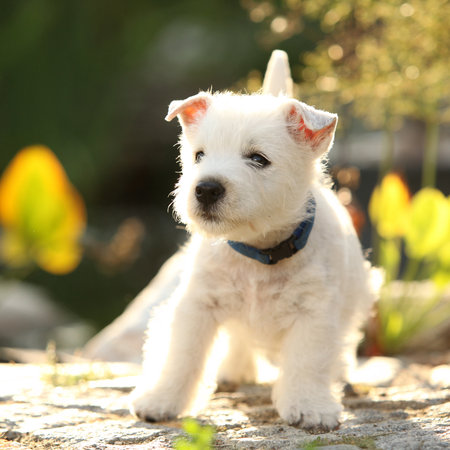 Amazing puppy playing in the gardenの写真素材