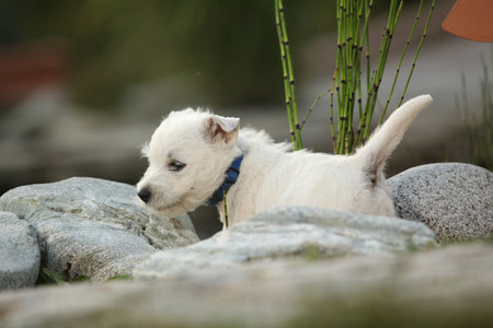 Amazing puppy of Welsh Highland White terrier, playing in the gardenの写真素材