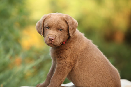 Chesapeake Bay retriever puppy on the stone in the gardenの写真素材