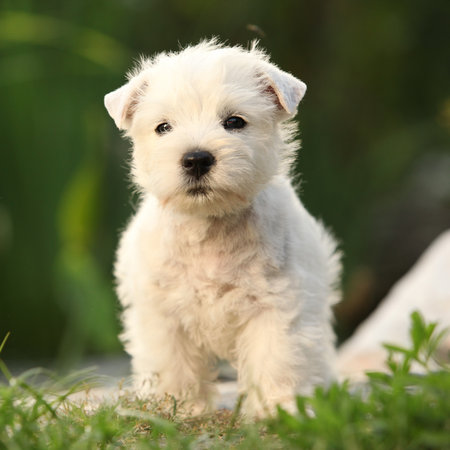 Amazing puppy playing in the gardenの写真素材