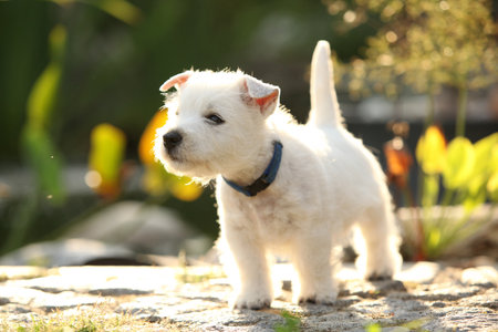 Puppy of Welsh Highland White terrier, playing in the gardenの写真素材