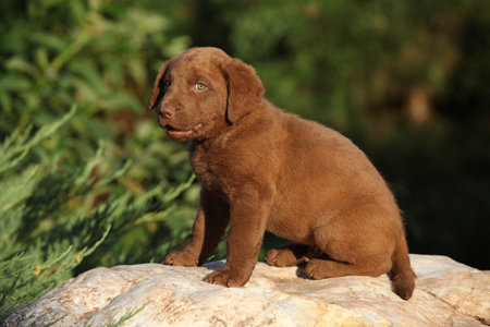 Chesapeake Bay retriever puppy on the stone in the gardenの写真素材